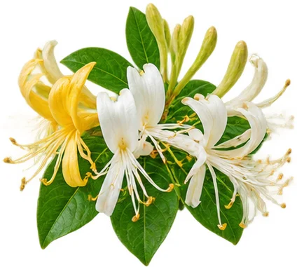 জাপানি হানিসাকল ফুল — Parasotin-এর উপাদান
