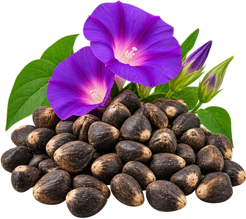বেগুনি মর্নিং গ্লোরির বীজ — Parasotin-এর উপাদান