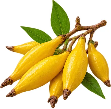 ফোরসিথিয়া ফল — Parasotin-এর উপাদান