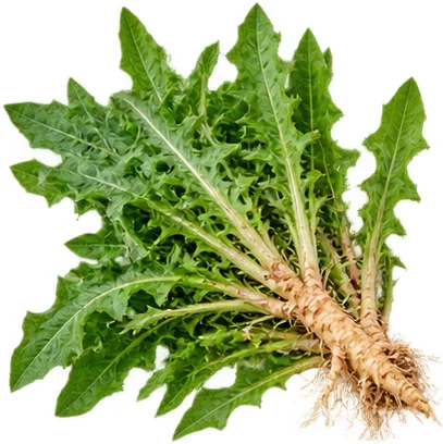 চাইনিজ ড্যান্ডেলিয়ন — Parasotin-এর উপাদান